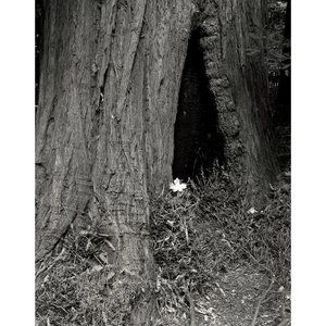 Tree and Leaf  11 x 14 print